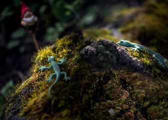 Lizard on a stone with moss.
Reptiles of the squamous order in the garden.A picture from a fairy tale.