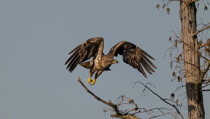 Outdoor wildlife scene featuring a steppe eagle wings spread on a tree branch in its natural habitat