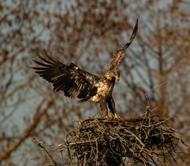 White-tailed eagle leaving the nest, wings spread wide in front of a lush backdrop of trees