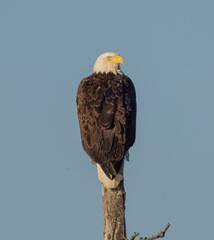 Outdoor wildlife scene featuring a bald eagle perched on a tree in its natural habitat