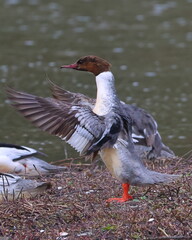 gooseander/merganser merganser in a flap 