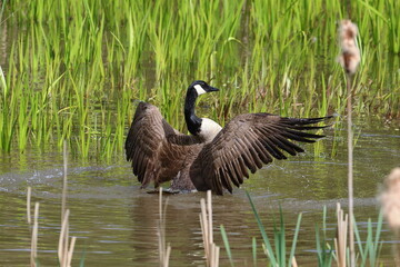 goose bathing 