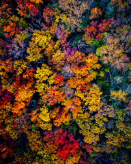 Colorful trees in the autumn from above during sunset, drone image, Wisconsin