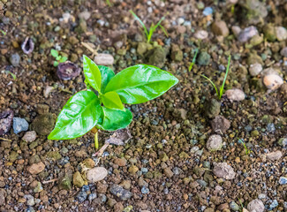 A view of coffee plants being nursed near to La Fortuna, Costa Rica during the dry season
