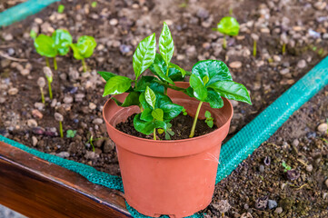 A view of coffee plant saplings near to La Fortuna, Costa Rica during the dry season