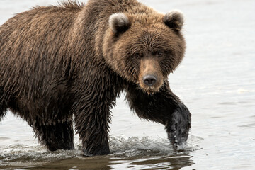 Obraz na płótnie Canvas Brown bear (Ursus arctos) along coast of Alaska Peninsula; Alaska