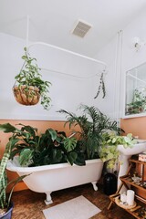 plants in a clawfoot tub