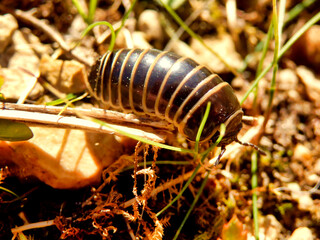 Close up of a Glomeris marginata also known as a Pill Millipede
