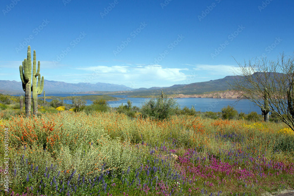 Poster 2023 super bloom of native wildflowers at Theodore Roosevelt Lake in Tonto National Forest