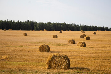 Obraz premium Yellow golden hay balls of straw crop on a rural field