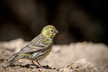close-up shot of Female European Serin