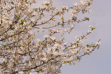 blossoming of a fruit tree in spring on the background of the sky