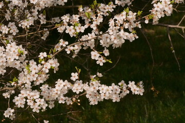 a beautifully blooming fruit tree in spring