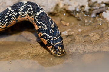 Close-up shot of Horseshoe whip snake driking