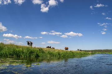 Cows graze on the green bank of the river against a blue cloudy sky.