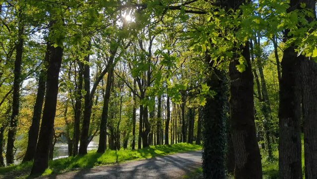 For&ecirc;t de parc &agrave; contrejour