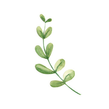 Watercolor green branch. Botanical illustration on a white background. Ideal for templates, greeting cards, graphics design.