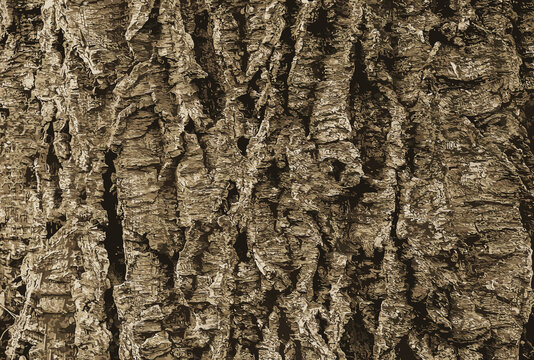 Illustration of a close-up of cork tree bark. Cork tree or Phellodendron sachalinense in Latin