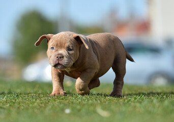 an american bully dog puppy