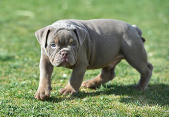 an american bully dog puppy