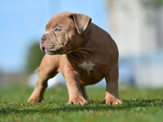 an american bully dog puppy