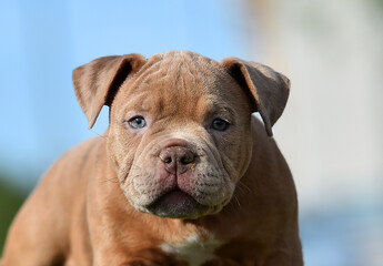 a puppy american bully dog in the park