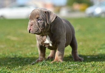 a puppy american bully dog in the park