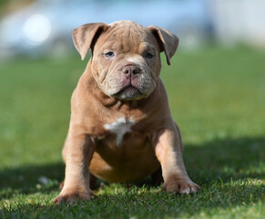 an american bully dog puppy