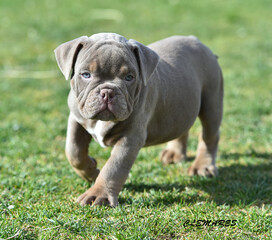 american bully in the park