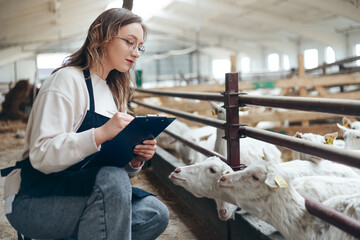 Young Caucasian Female Farm Owner checking white Goats in large Livestock Stall of Dairy production