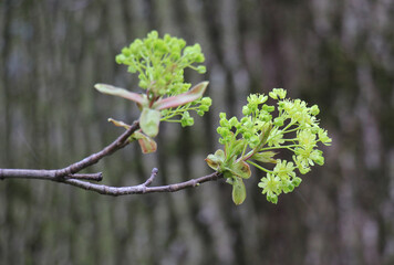 Maple (Acer platanoides) blooms in nature
