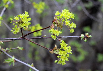 Maple (Acer platanoides) blooms in nature
