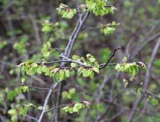 Elm (Ulmus) twig with leaves and flower