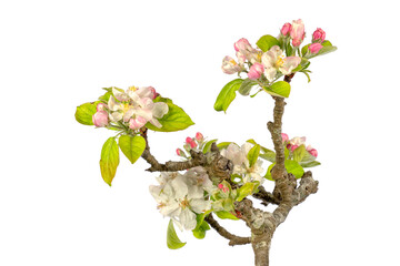Detail of the flowers of an apple tree isolated on white