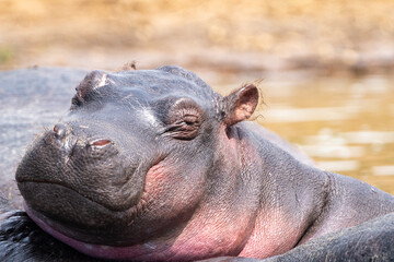 Close up view of a hippo face in the sunshine - Kazinga Channel, Uganda - Queen Elizabeth National Park