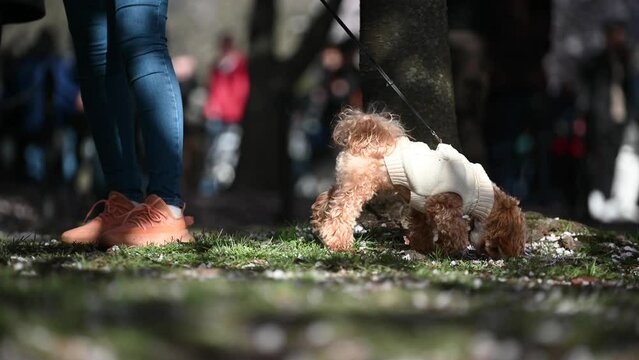 dog in the park