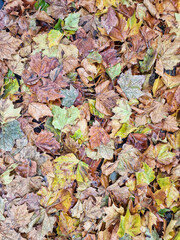 Autumn leaves collected on a layer in the forest