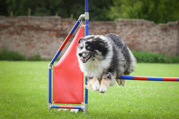 Dog is jumping over the hurdles.  Amazing day on czech agility privat training