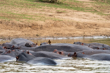 Fototapeta premium Yellow billed oxpecker bird rides on the top of a hippo back. Kazinga Channel, Uganda in Queen Elizabeth National Park