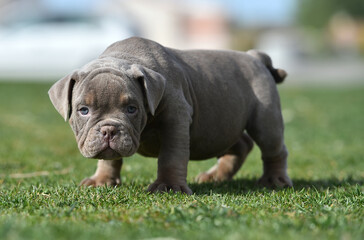 a puppy american bully dog in the park