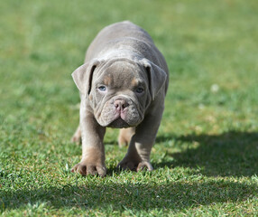 a puppy american bully dog in the park