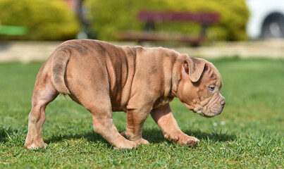 an american bully dog puppy
