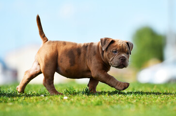 an american bully dog puppy