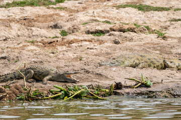 Nile crocodiles lay on the banks of the Kazinga Channel in Ugandas Queen Elizabeth National Park