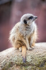 Small meerkat sitting on a stone on a sunny outdoor
