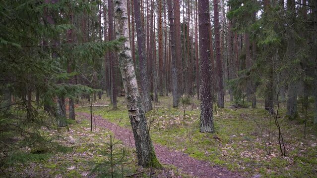 Green trees of the dense forest with mossy trunks on a gloomy day
