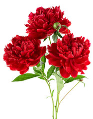 Bouquet of blooming red peonies isolated on a white background © domnitsky