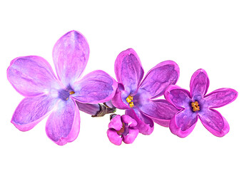 Fototapeta na wymiar Group of purple lilac flowers isolated on a white background