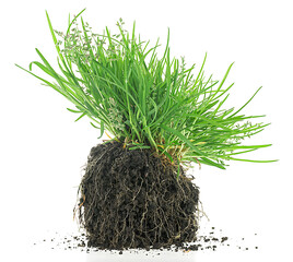 Gardening concept - young green grass in black soil isolated on a white background.