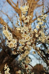 Solitary Plum blossom blooming in the garden on a sunny day